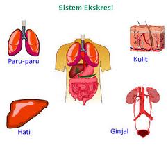 Detail Gambar Sistem Ekskresi Manusia Nomer 32