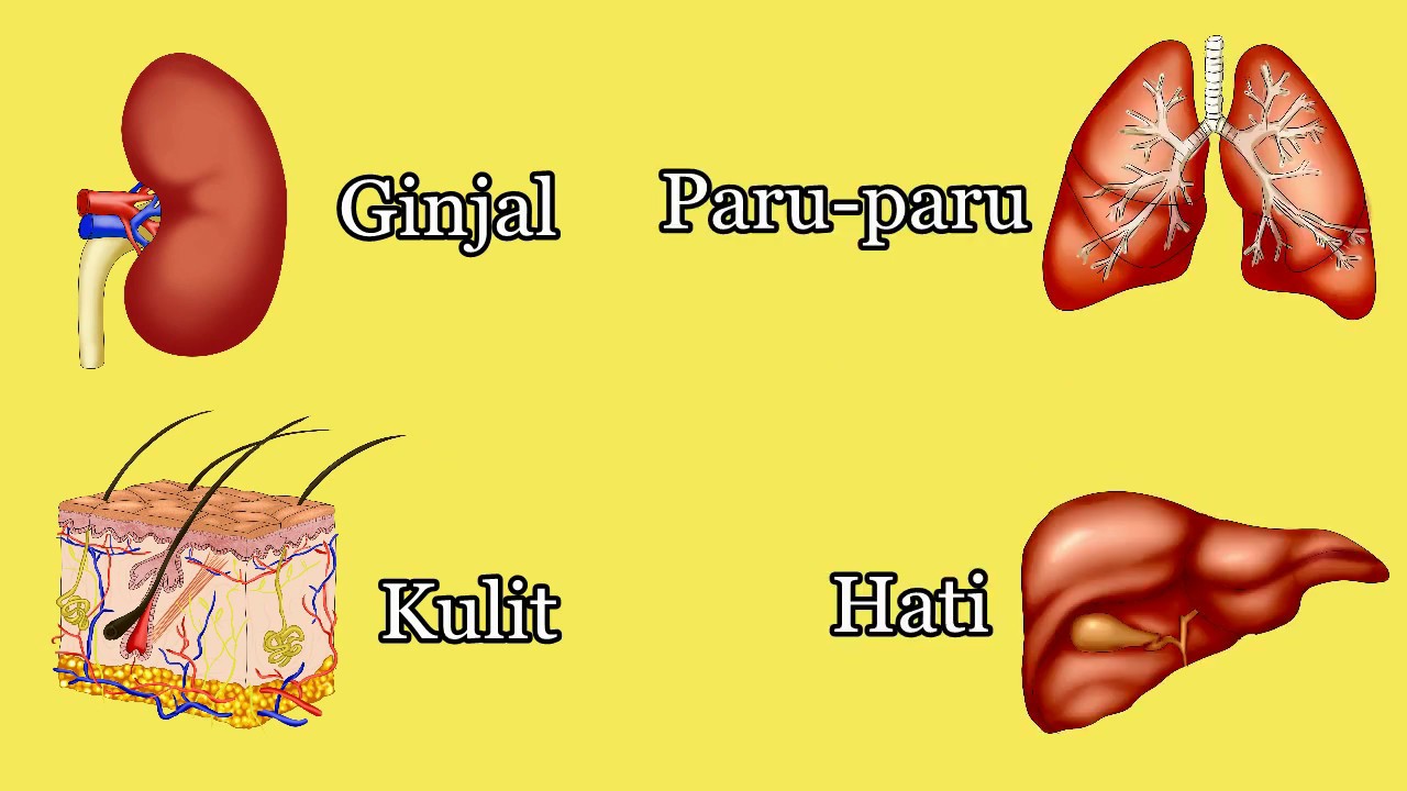 Detail Gambar Sistem Ekskresi Manusia Nomer 45