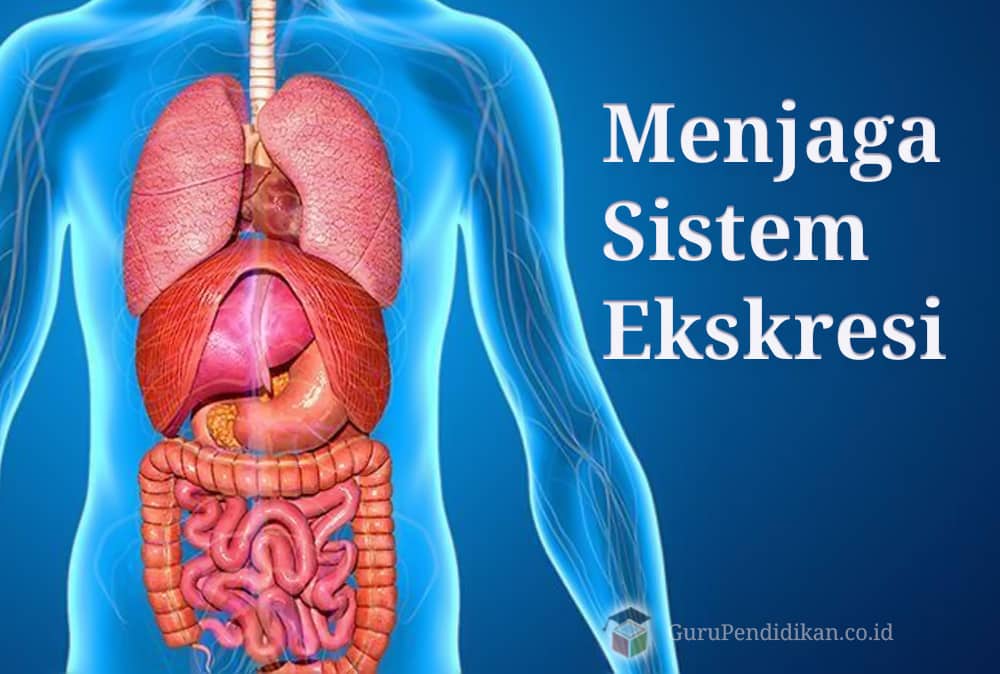 Detail Gambar Sistem Ekskresi Manusia Nomer 47