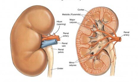 Detail Gambar Sistem Ekskresi Manusia Nomer 53