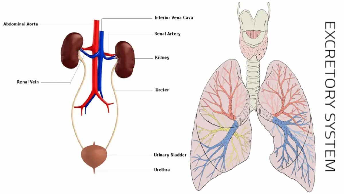 Detail Gambar Sistem Ekskresi Manusia Nomer 7