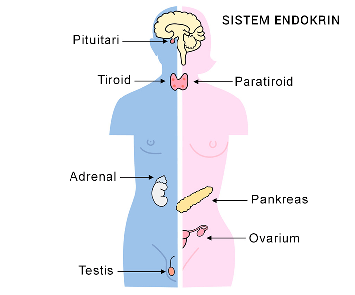 Detail Gambar Sistem Endokrin Manusia Nomer 5