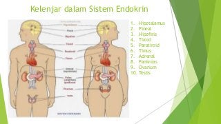 Detail Gambar Sistem Endokrin Manusia Nomer 10