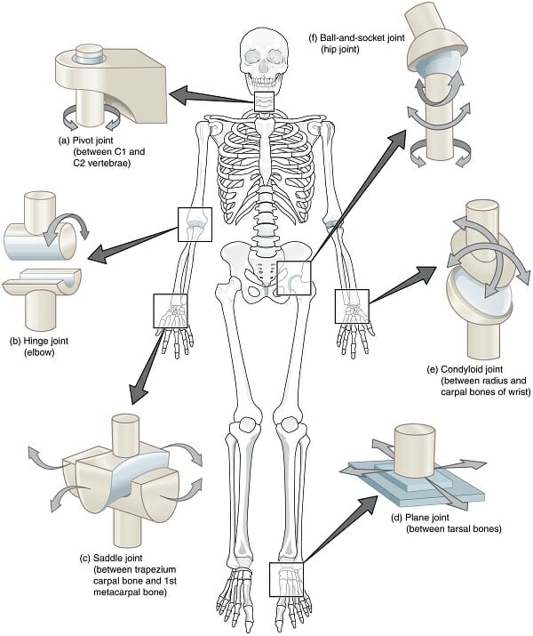 Detail Gambar Sistem Gerak Pada Manusia Nomer 19
