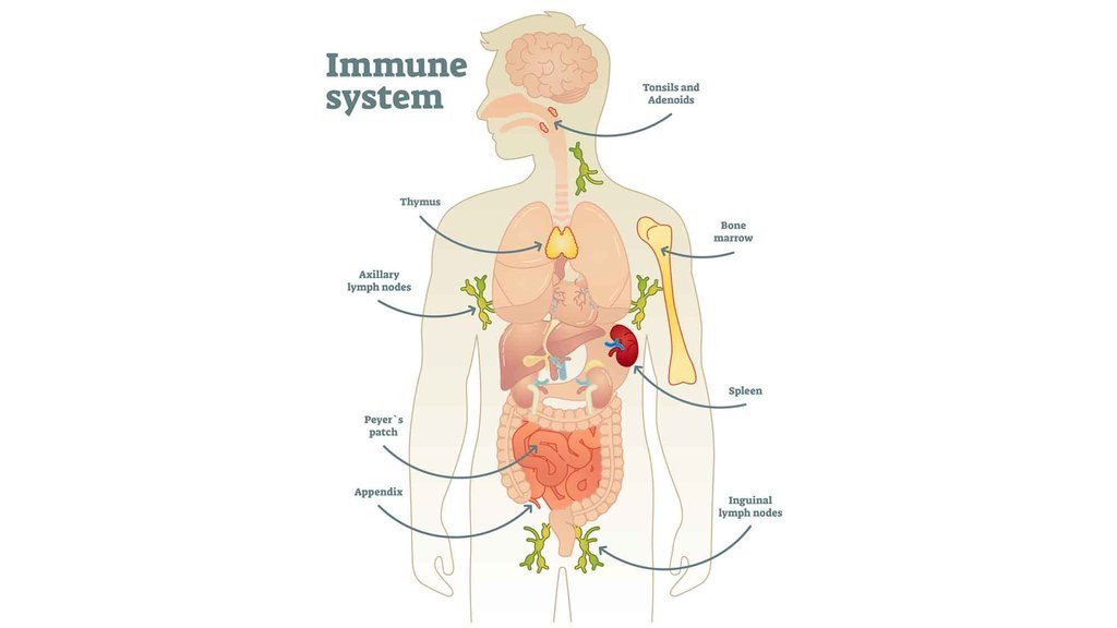 Gambar Sistem Imun Pada Manusia - KibrisPDR