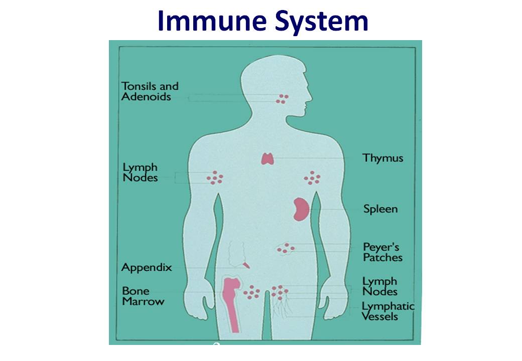 Detail Gambar Sistem Imun Pada Manusia Nomer 11