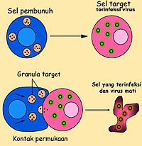 Detail Gambar Sistem Imun Pada Manusia Nomer 18
