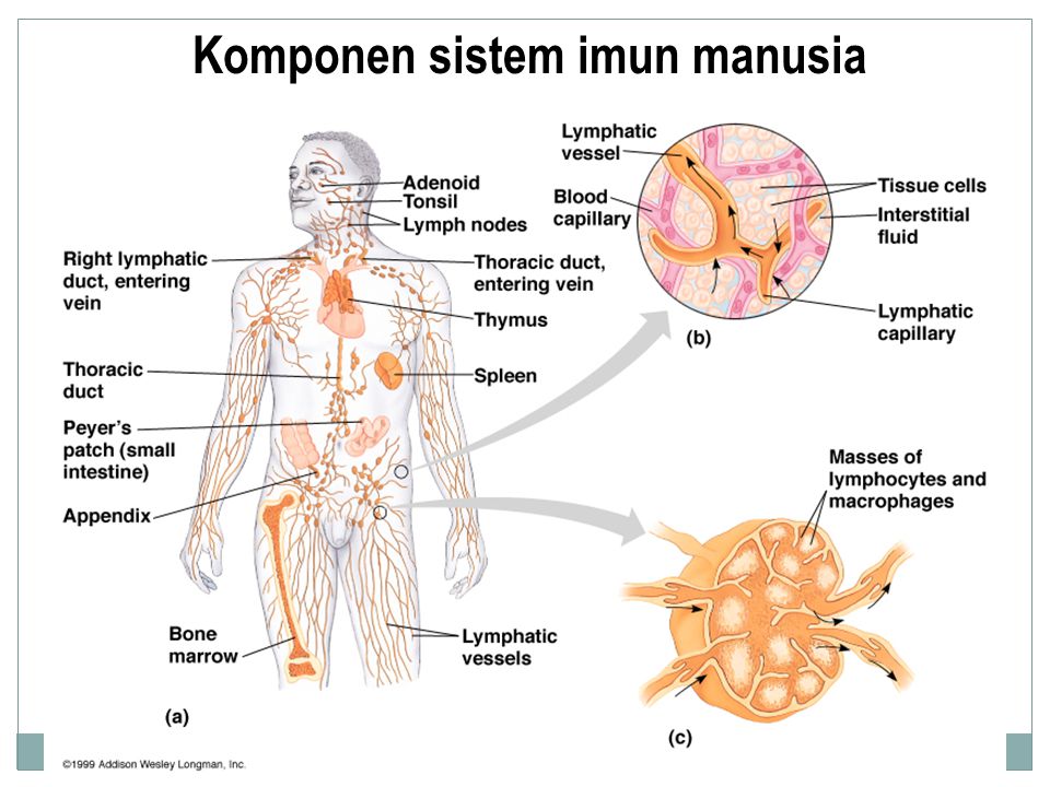 Detail Gambar Sistem Imun Pada Manusia Nomer 25