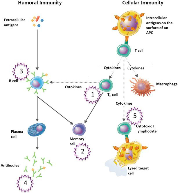 Detail Gambar Sistem Imun Pada Manusia Nomer 32