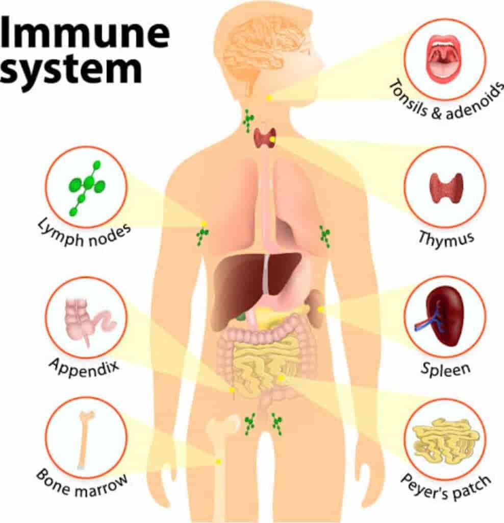 Detail Gambar Sistem Imun Pada Manusia Nomer 5