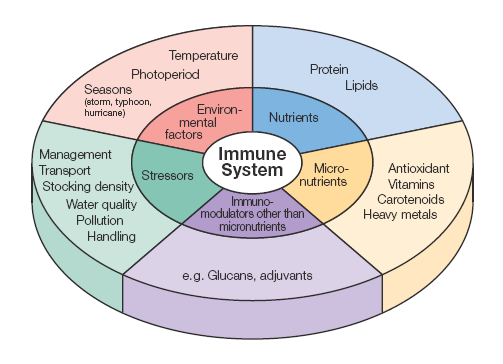 Detail Gambar Sistem Imun Pada Manusia Nomer 48