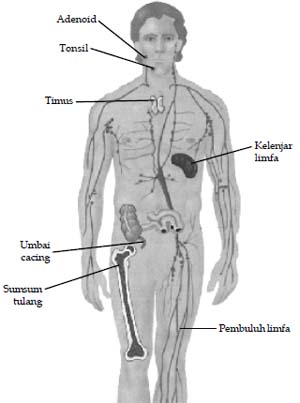 Detail Gambar Sistem Imun Pada Manusia Nomer 8
