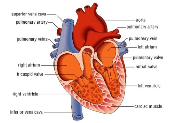 Detail Gambar Sistem Kardiovaskular Manusia Nomer 11