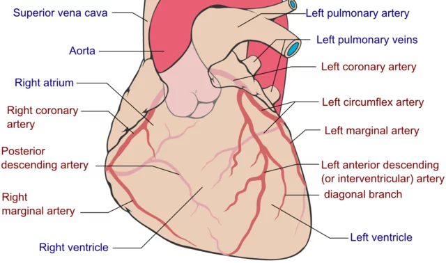 Detail Gambar Sistem Kardiovaskular Manusia Nomer 12