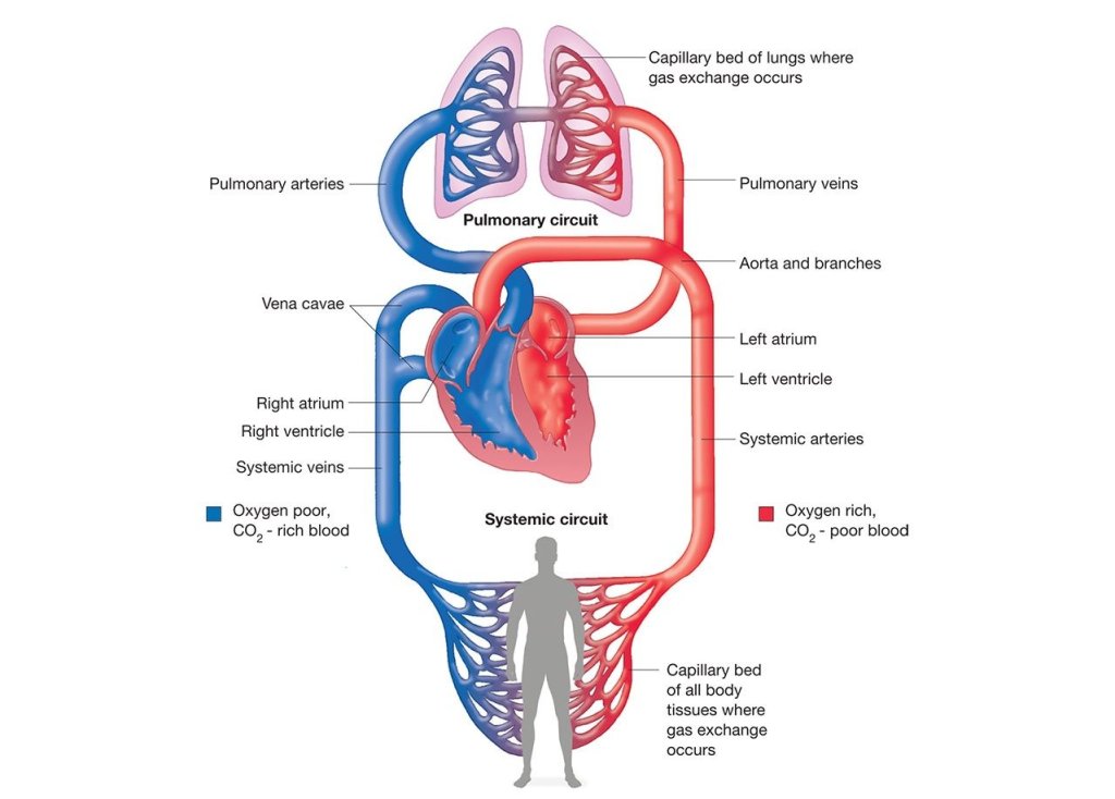 Detail Gambar Sistem Kardiovaskular Manusia Nomer 13