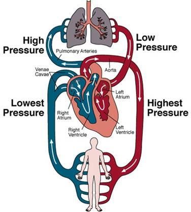 Detail Gambar Sistem Kardiovaskular Manusia Nomer 16
