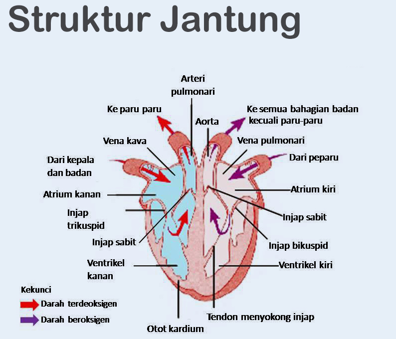 Detail Gambar Sistem Kardiovaskular Manusia Nomer 20