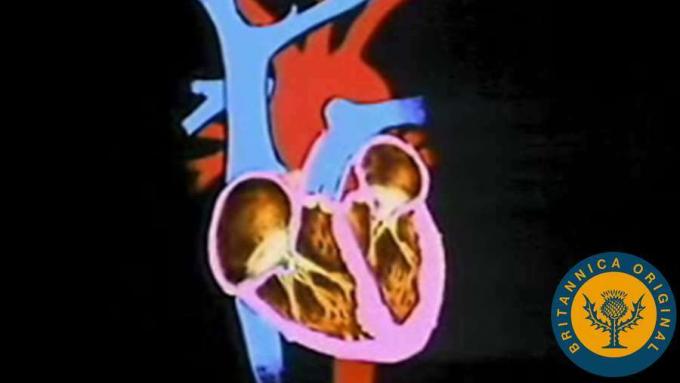 Detail Gambar Sistem Kardiovaskular Manusia Nomer 28