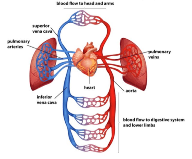 Detail Gambar Sistem Kardiovaskular Manusia Nomer 31