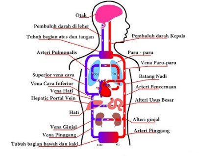 Detail Gambar Sistem Kardiovaskular Manusia Nomer 42