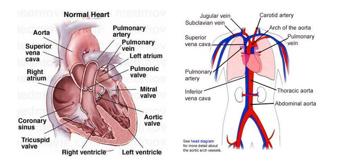 Detail Gambar Sistem Kardiovaskular Manusia Nomer 44