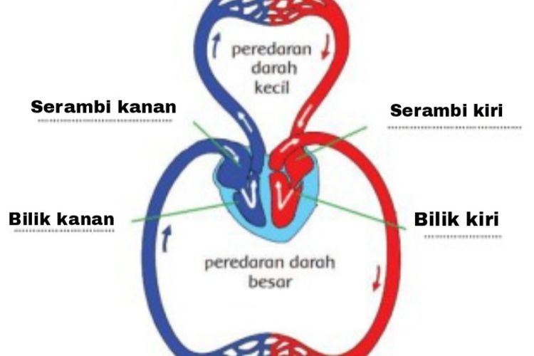 Detail Gambar Sistem Kardiovaskular Manusia Nomer 45