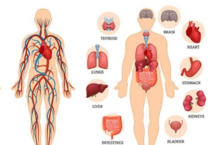 Gambar Sistem Organ Manusia - KibrisPDR