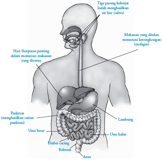 Detail Gambar Sistem Organ Manusia Nomer 14