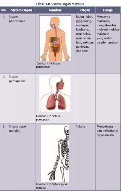 Detail Gambar Sistem Organ Manusia Nomer 19