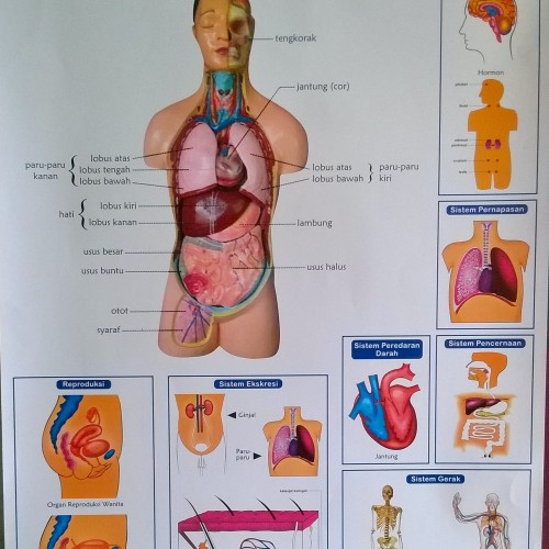 Detail Gambar Sistem Organ Manusia Nomer 3