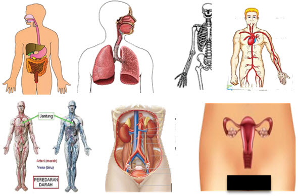 Detail Gambar Sistem Organ Manusia Nomer 21