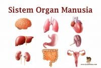 Detail Gambar Sistem Organ Manusia Nomer 24