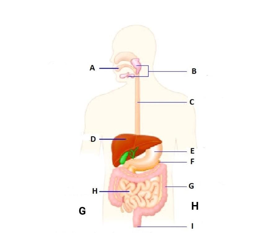 Detail Gambar Sistem Organ Manusia Nomer 27