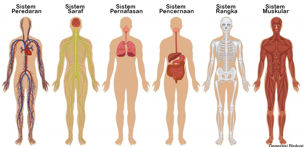 Detail Gambar Sistem Organ Manusia Nomer 28