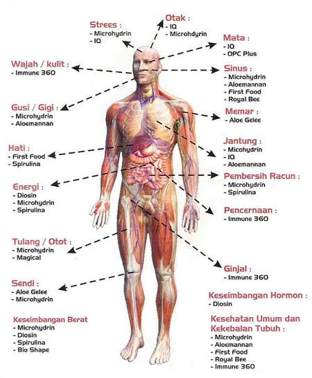 Detail Gambar Sistem Organ Manusia Nomer 41