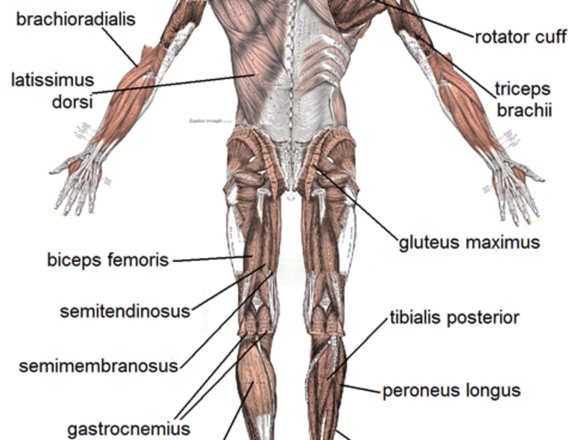 Detail Gambar Sistem Organ Manusia Nomer 48