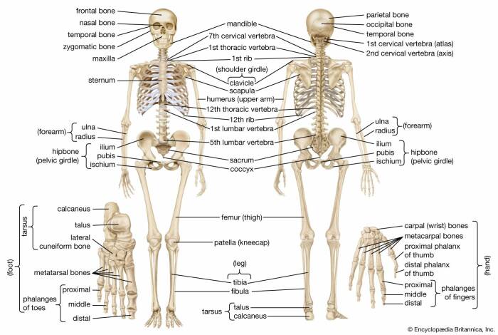Detail Gambar Sistem Organ Manusia Nomer 49
