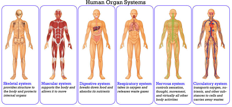 Detail Gambar Sistem Organ Manusia Nomer 9
