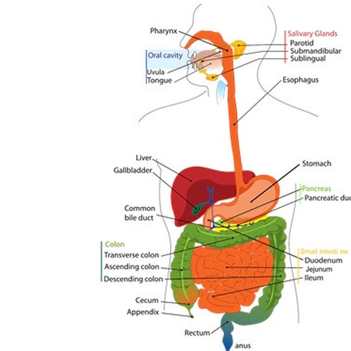 Detail Gambar Sistem Organ Manusia Beserta Fungsinya Nomer 17