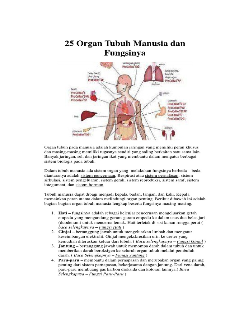 Detail Gambar Sistem Organ Manusia Beserta Fungsinya Nomer 18