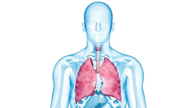 Detail Gambar Sistem Organ Manusia Beserta Fungsinya Nomer 30