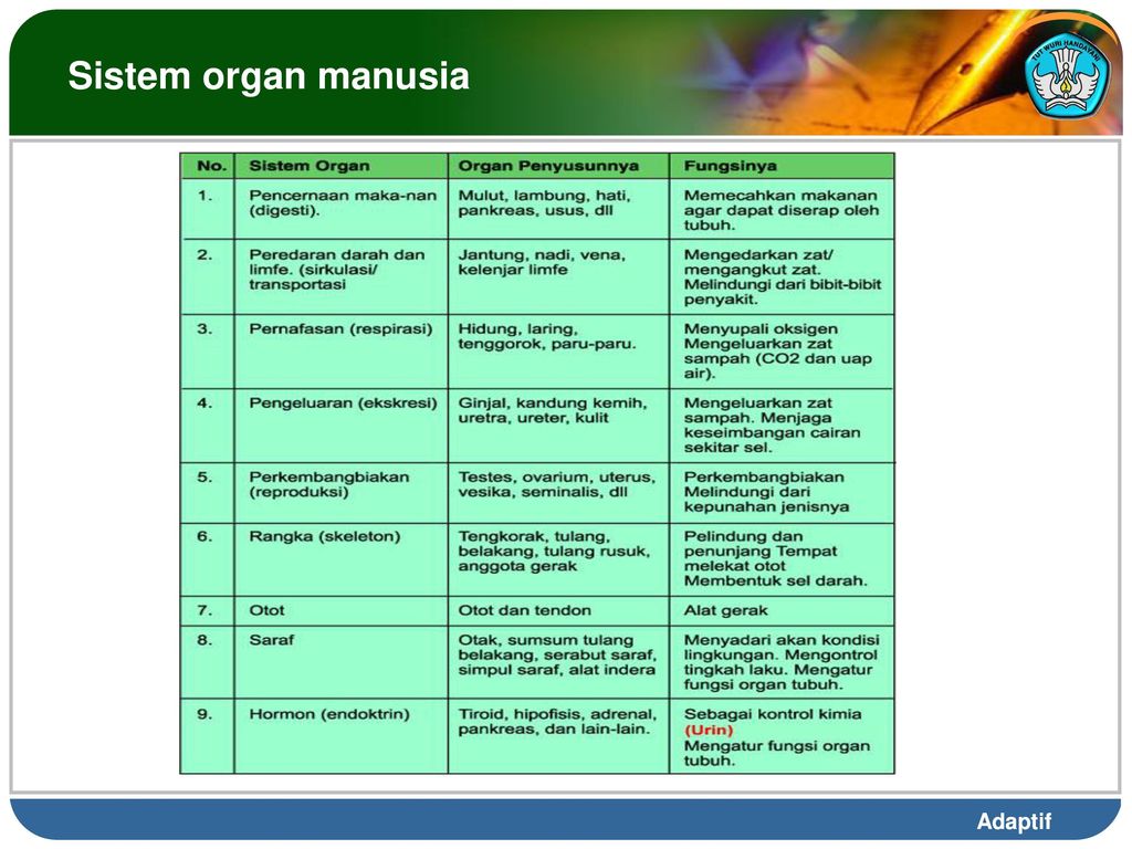 Detail Gambar Sistem Organ Manusia Beserta Fungsinya Nomer 34