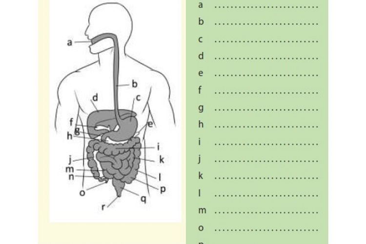 Detail Gambar Sistem Organ Manusia Beserta Fungsinya Nomer 41