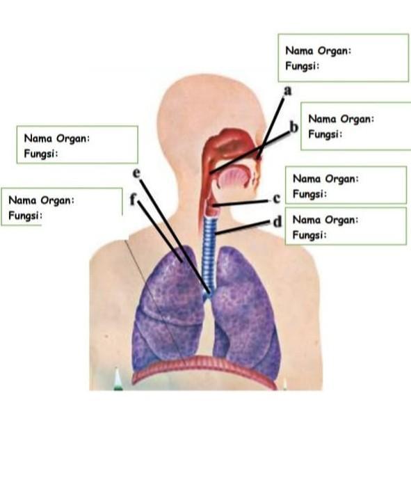 Detail Gambar Sistem Organ Manusia Beserta Fungsinya Nomer 46