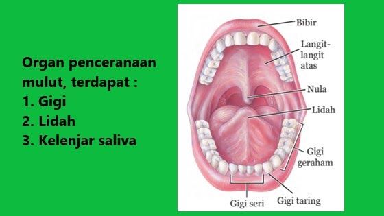 Detail Gambar Sistem Organ Manusia Beserta Fungsinya Nomer 47