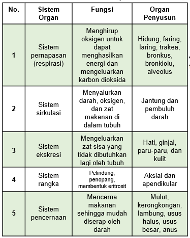 Detail Gambar Sistem Organ Manusia Beserta Fungsinya Nomer 50