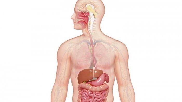 Detail Gambar Sistem Organ Manusia Beserta Fungsinya Nomer 54