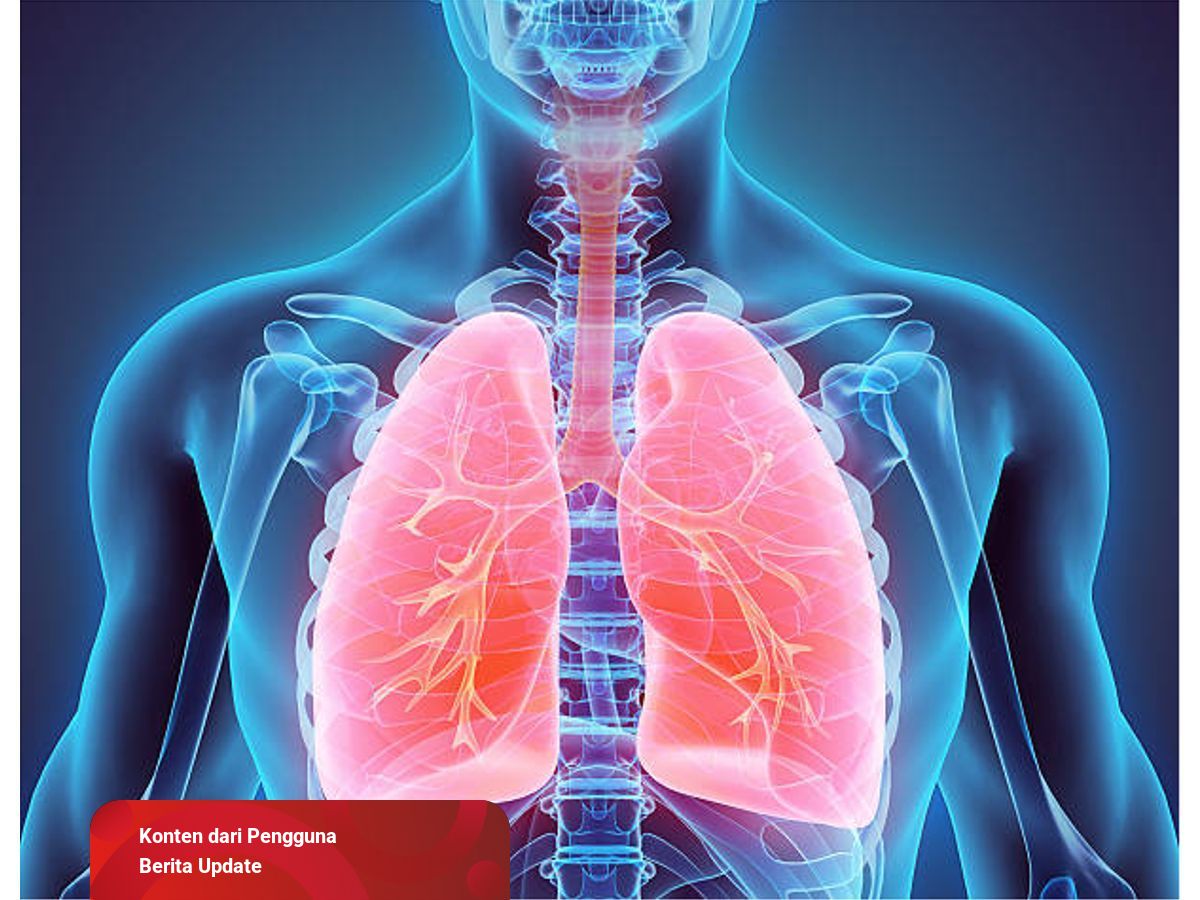 Detail Gambar Sistem Organ Manusia Beserta Fungsinya Nomer 57