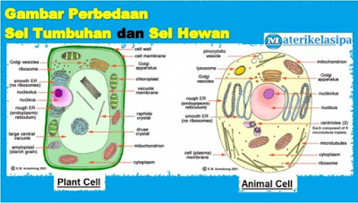 Detail Gambar Sistem Organisasi Kehidupan Nomer 11