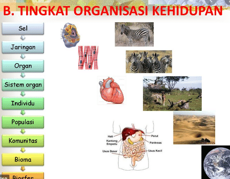 Detail Gambar Sistem Organisasi Kehidupan Nomer 12